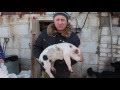 Способы определения веса свиньи