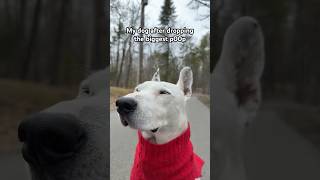 No shame #dogs #meme #funny #cute #pet #nature #shorts