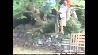 Banteng Ngamuk Lucu   nyeluduk majikanya