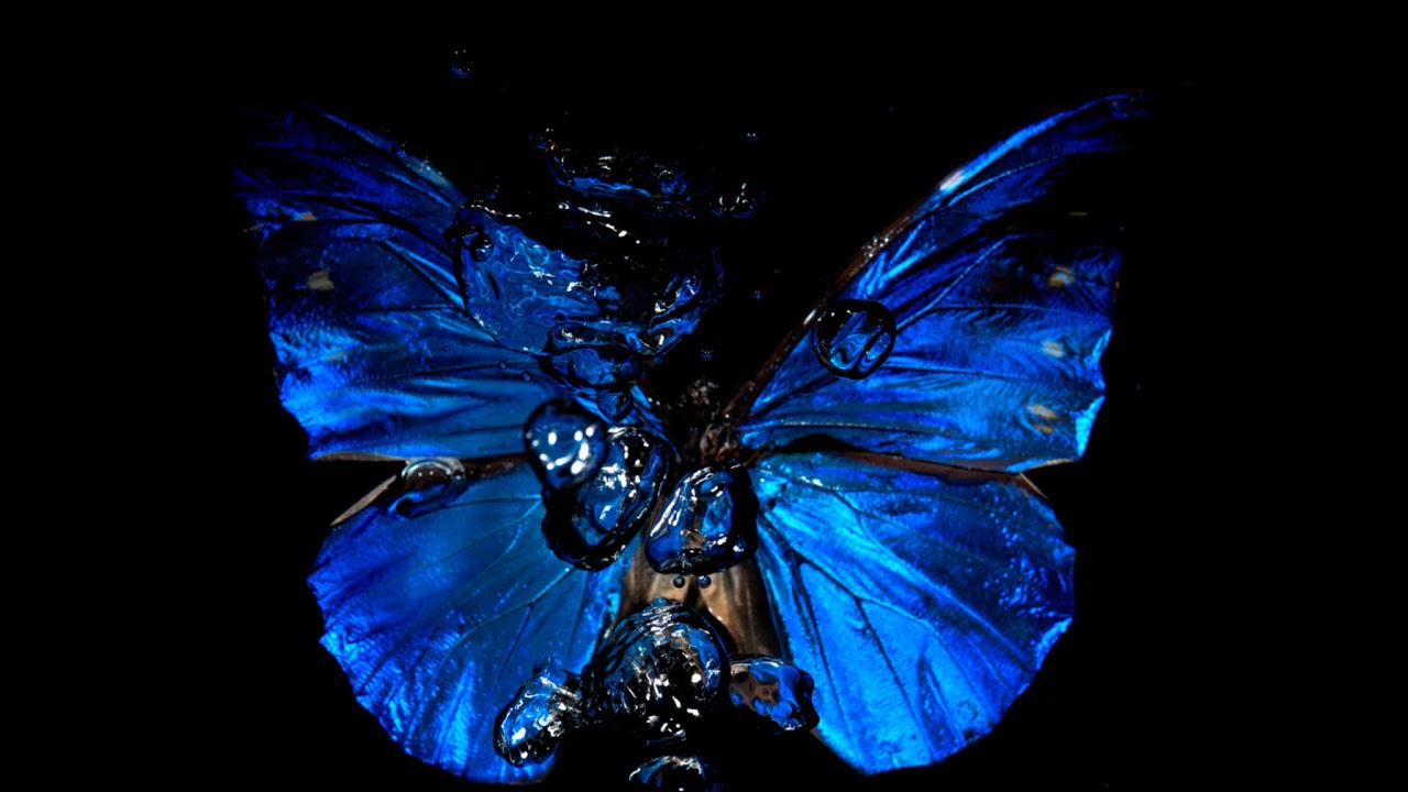 Dark Morpho Live Stream