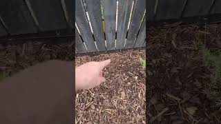 1 great tip to protect your garden from foxes and cats and suchlike