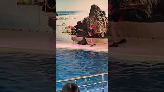 Морская львица удивила ! #дельфинарий #морскаяльвица #шоу #смешныемоменты
