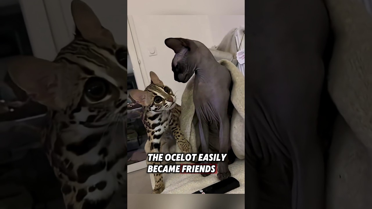 The kind couple rescued an injured ocelot, and then this happened... 
