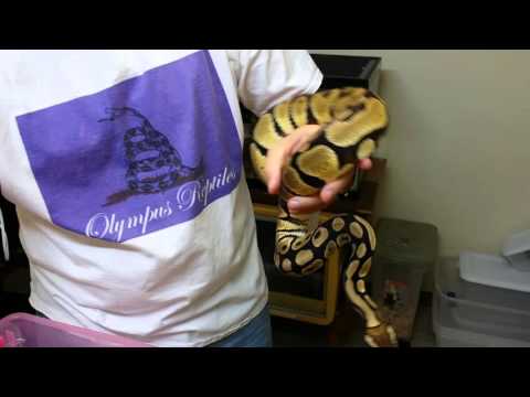 Ball python morphs episode #11 Axanthic combos!