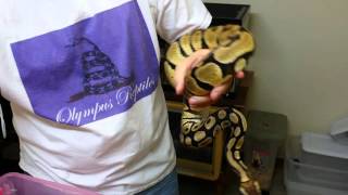 Ball python morphs episode #11 Axanthic combos!