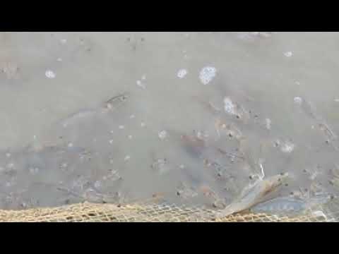 Venimi fish farming