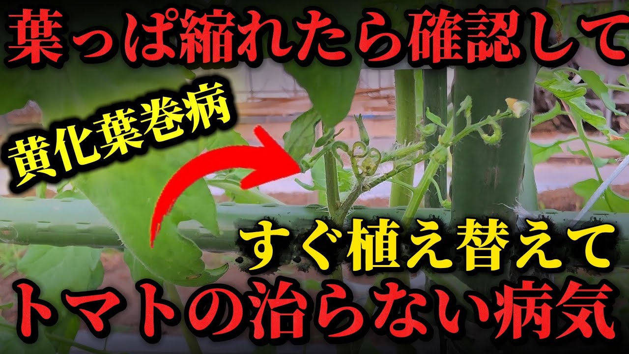 とまとページ Scary Tomato Diseases] The XX pest spreads disease!! Check