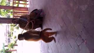 monkey show in islamabad 2016 :very funny