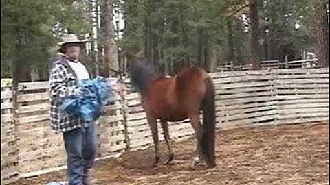 Introducing a Horse, Mule, or Donkey to Scary Objects