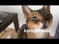 Abyssinian cat WANTS ATTENTION so bad の動画、YouTube動画。