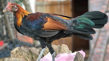 ไก่ป่าน้ำ1งามคีไก่ป่า100