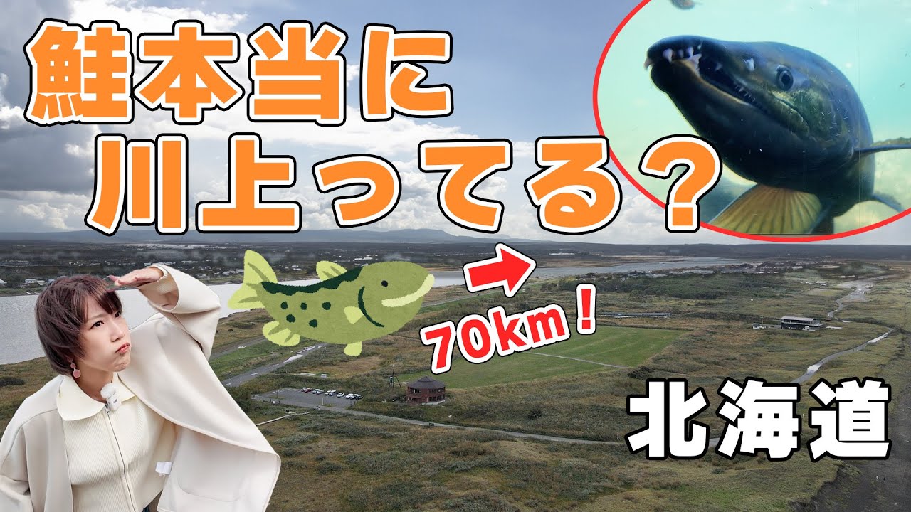 北海道で鮭の遡上70km追いかけてみたら壮大なドラマが…