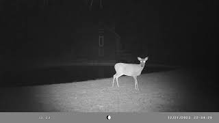 Whitetail deer by William S 62 views 4 months ago 11 seconds