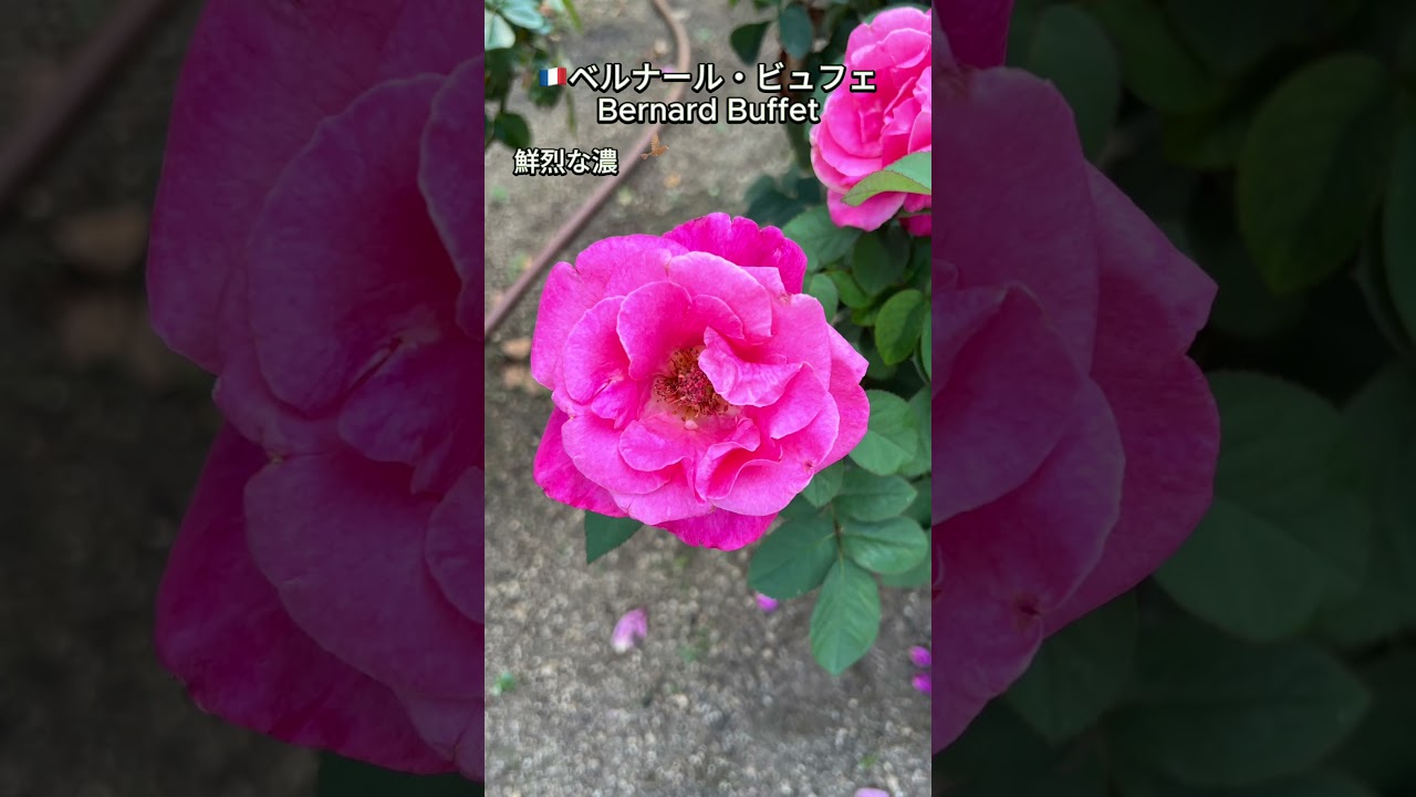 ??チャールズ・レニー・マッキントッシュ（Charles Rennie 