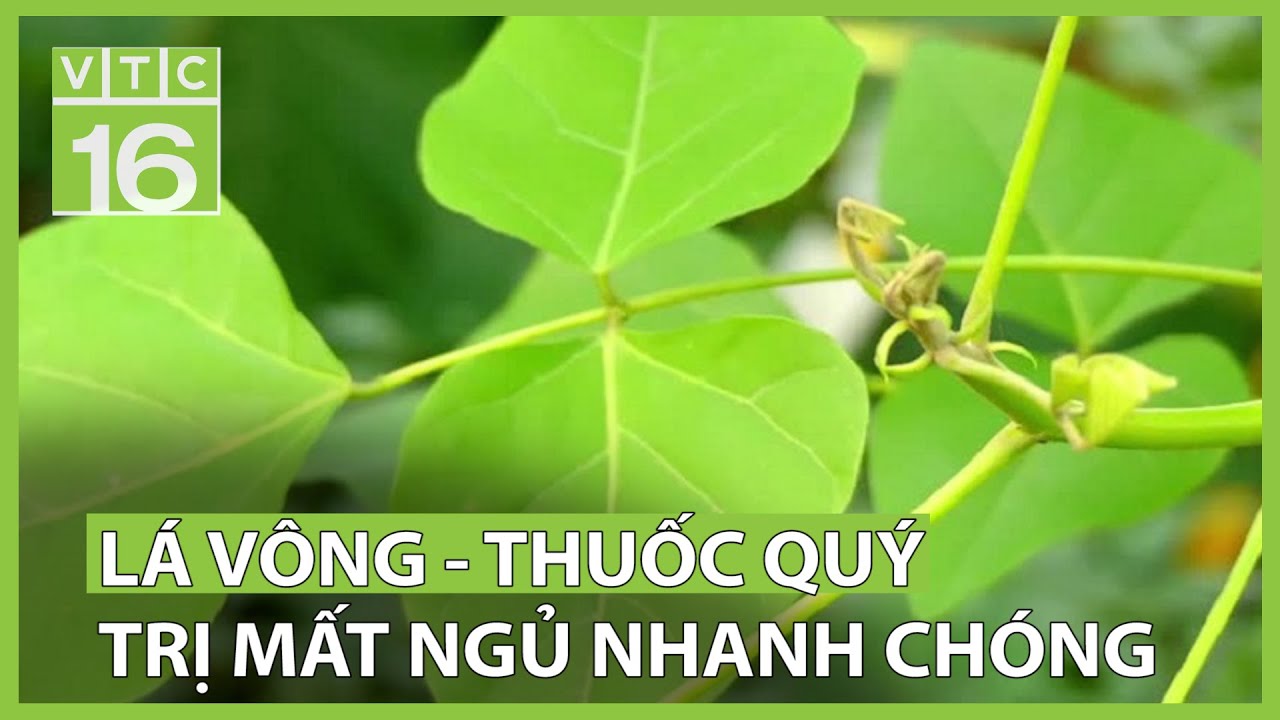 Lá vông - vị thuốc quý cho giấc ngủ ngon | VTC16 - youtube