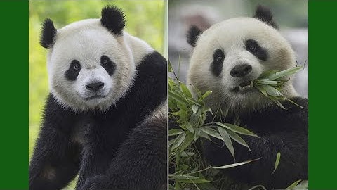 Giant pandas return to National Zoo this week