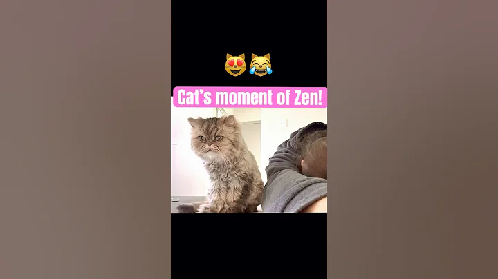 Watch the video about Cat does yoga! #funny #cat #cute #catshorts #funnycatvideos #yoga #funnyshorts #catlovers #catlife