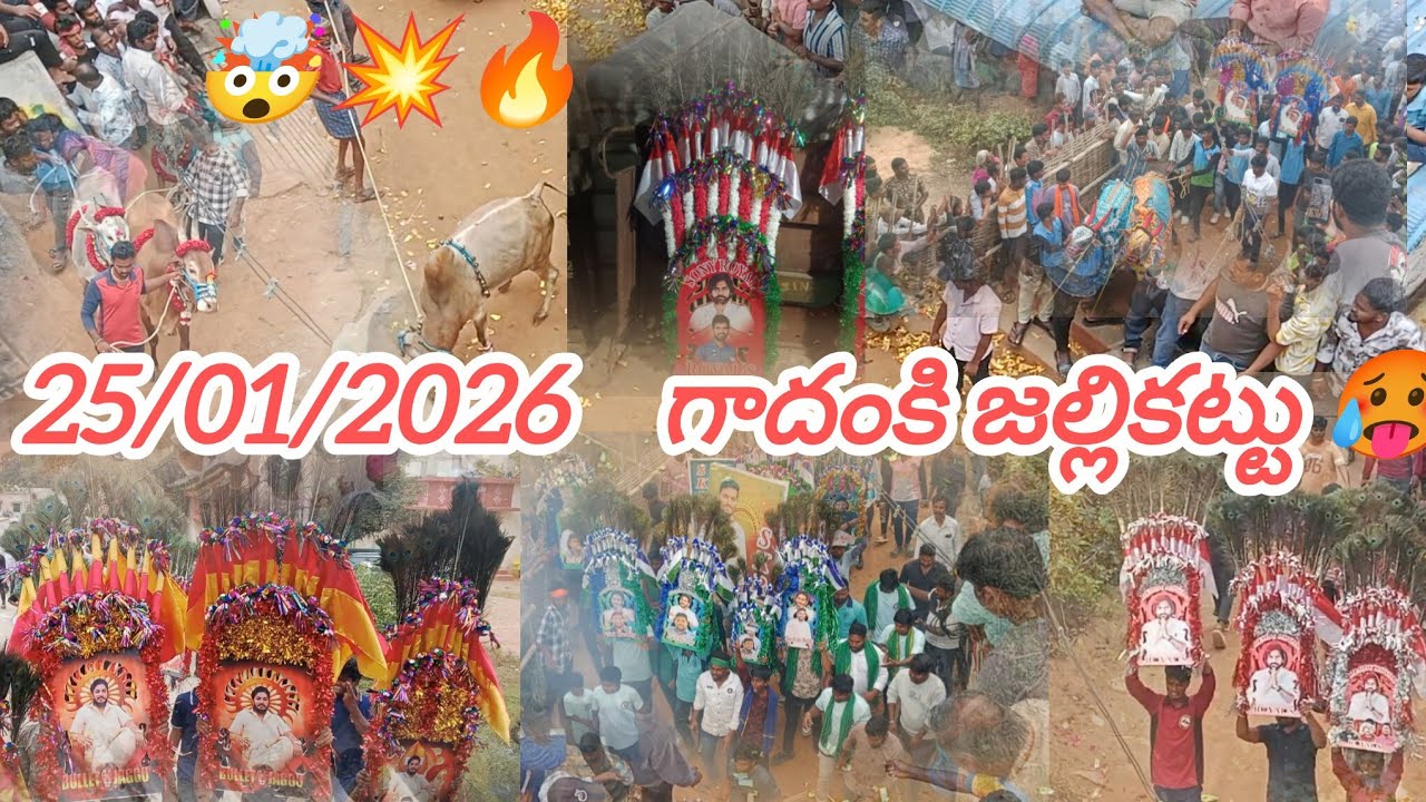 25/01/2026 గాదంకి జల్లికట్టు 🤯 Gadanki jallikattu 🥵💥 #jallikattuvideos  #andhralions 