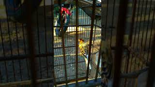 Masteran top kenari full