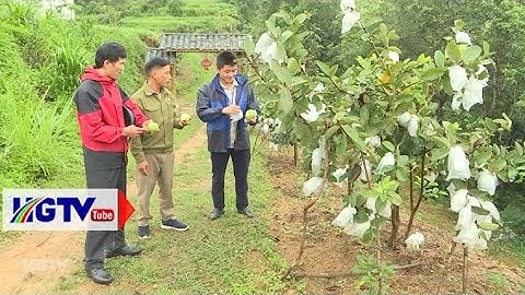 Quản Bạ thay đổi nhận thức người dân về cải tạo vườn tạp - Ngày 03/10/2022