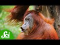 Orangutan Language Is Eerily Similar to Ours thumbnail