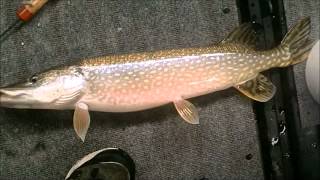 Ice Fishing 2013. 2Nd Time Out. A Limit Of Northerns And A Few Crappies.