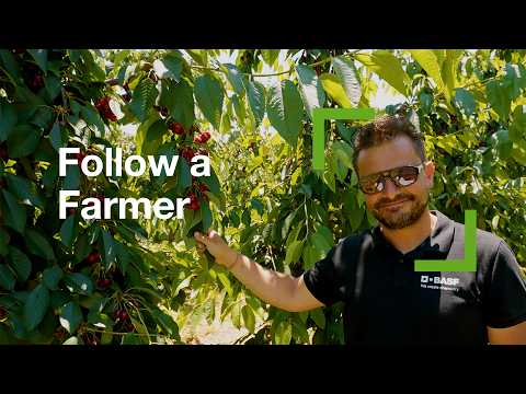 Follow a Farmer S1E4 | Nikos Theodorou | The Cherry Harvest 🍒
