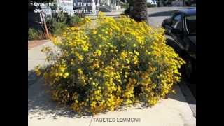 Drought tolerant/ resistant plants l - z covers low water, tolerant
used in different parts california. these are appropriate for dry
areas in...