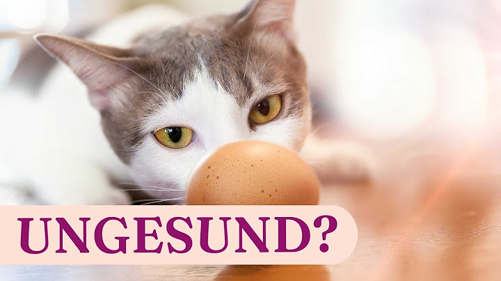 Haustierwissen: Dürfen Katzen Eier essen?