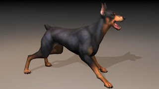 Doberman Pinscher