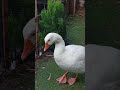 #oca#ganso #gansos #petlover
