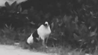 prank hey tayo for anjing.. (kaltara)