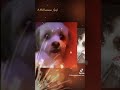 @MimiFamilia7 love her attitude. Gotta love our Shihtzu Diva 🐾 Follow her TikTok ❤️ Thank you 👍