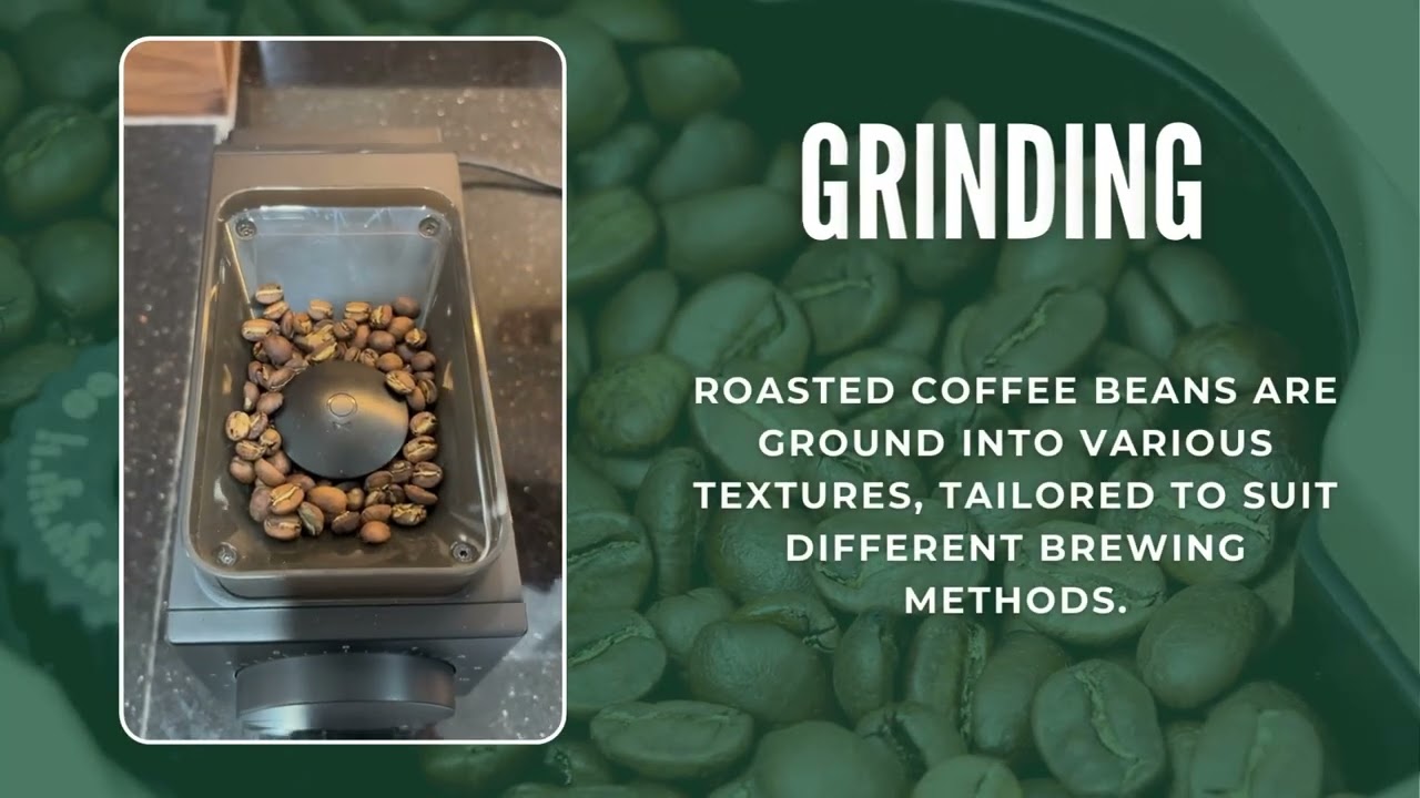 Updates on the 2024 Coffee Vel International Harvest