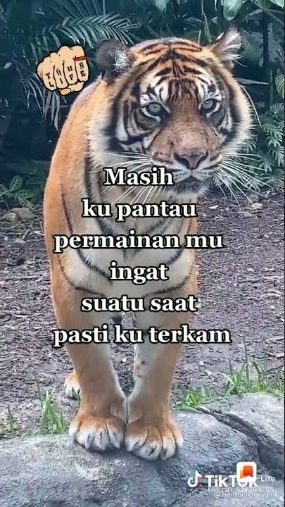 Status wa kata kata bijak sang harimau