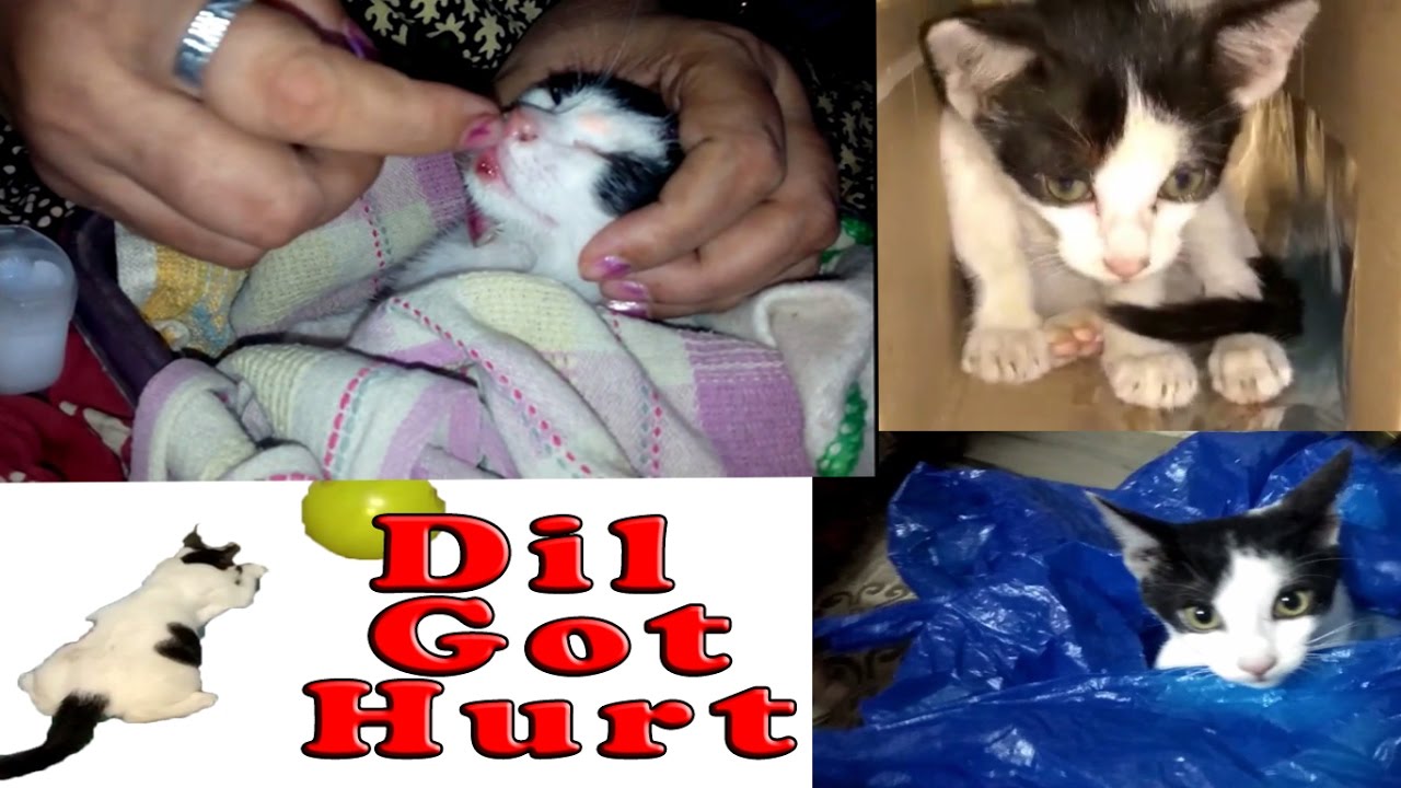 छोटा Dil - मोथा Dil | My Dil Cat Video | Shubhangi Keer World