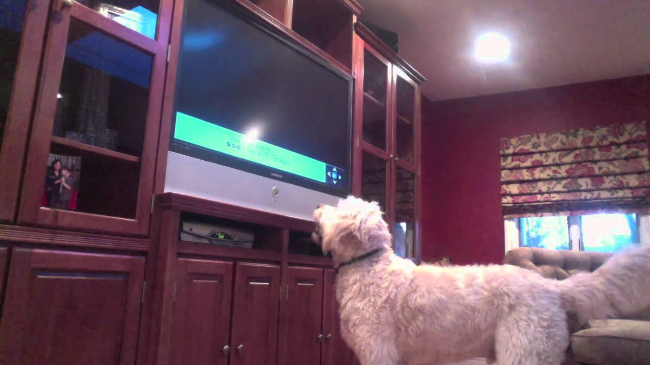 Dog Barks at Television YouTube
