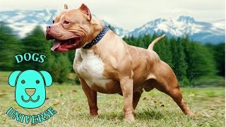 AMERICAN PIT BULL TERRIER ► Characteristics and temperament 🐶 by Dogs Universe 84 views 5 years ago 2 minutes, 14 seconds