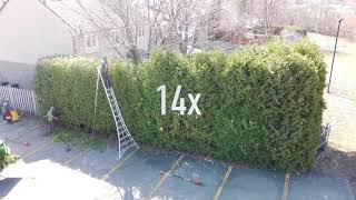 How to trim BIG cedar hedges