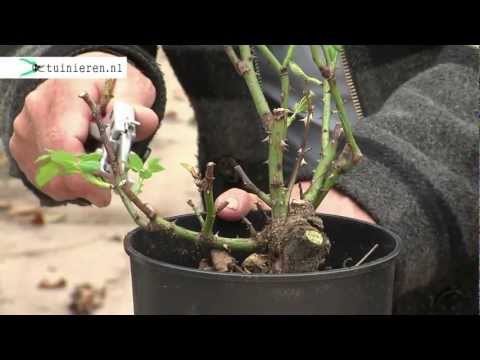 Video: Wanneer kan ik Solanum snoeien?