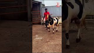 Kota At JD Goat Farm