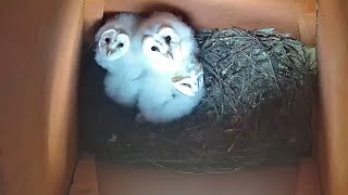 A Barn Owl breeding season in five minutes by BirdWatchIreland 6,811 views 2 years ago 4 minutes, 56 seconds