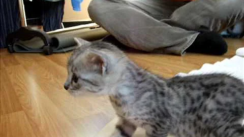 Video 1293641: silver egyptian mau kittens, kittens cattery, little kitten