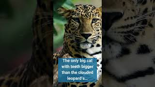 Clouded Leopard Has Proportionally Largest Teeth of All Cats
