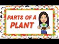 Parts of a plant  plants  kindergarten  science  teacher beth class tv