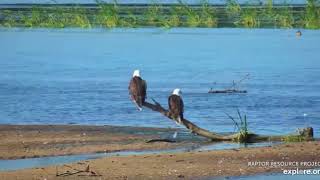 Mississippi Flyway Cam~Pair of Bald Eagles_7.29.19