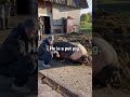 Biggest Pig Ever рџђЅ 350 KILOS Biggest Pig Ever рџђЅ 350 KILOS
