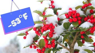 4 Rare Fruit Bushes You Need To Grow Cold Hardy Fruit To Wow Part 1