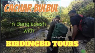 Cachar Bulbul Photography in Bangladesh with BirdingBD Tours