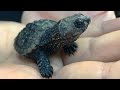 Holding a baby snapping turtle in my hand this cute hatchling looks like a mini dinosaur